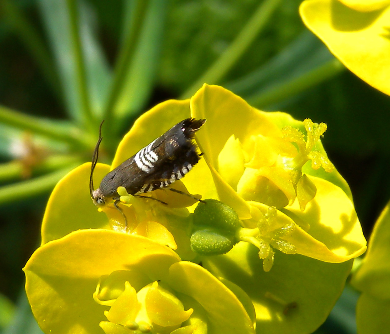 Tortricidae